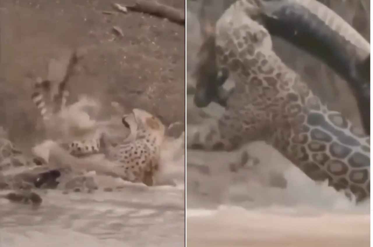 Viral Video: चीते ने सेकंडों में पलट दी बाजी, वीडियो देखने के बाद भी नहीं होगा यकीन