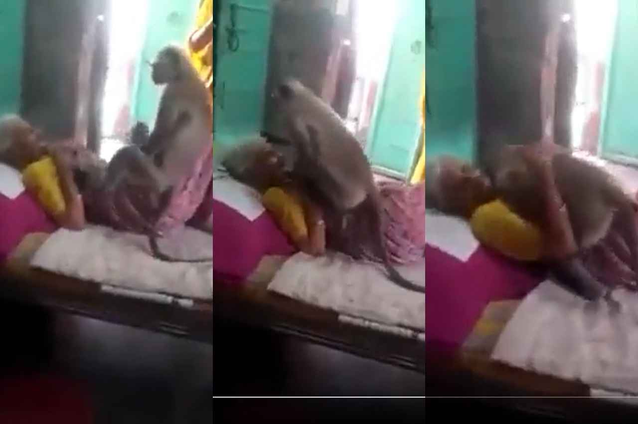 Viral Video: रोटी नहीं मिली तो बूढ़ी दादी के गले पड़ा लंगूर, फिर क्या हुआ, देखें वीडियो