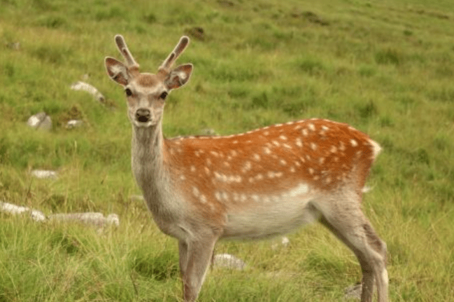 Viral Video, Deer Entered In Classroom, America Viral Video, America Evergreen School, Video Viral, Deer Video