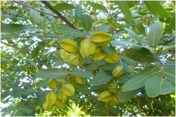 Benefits of Eating Arjun Fruit