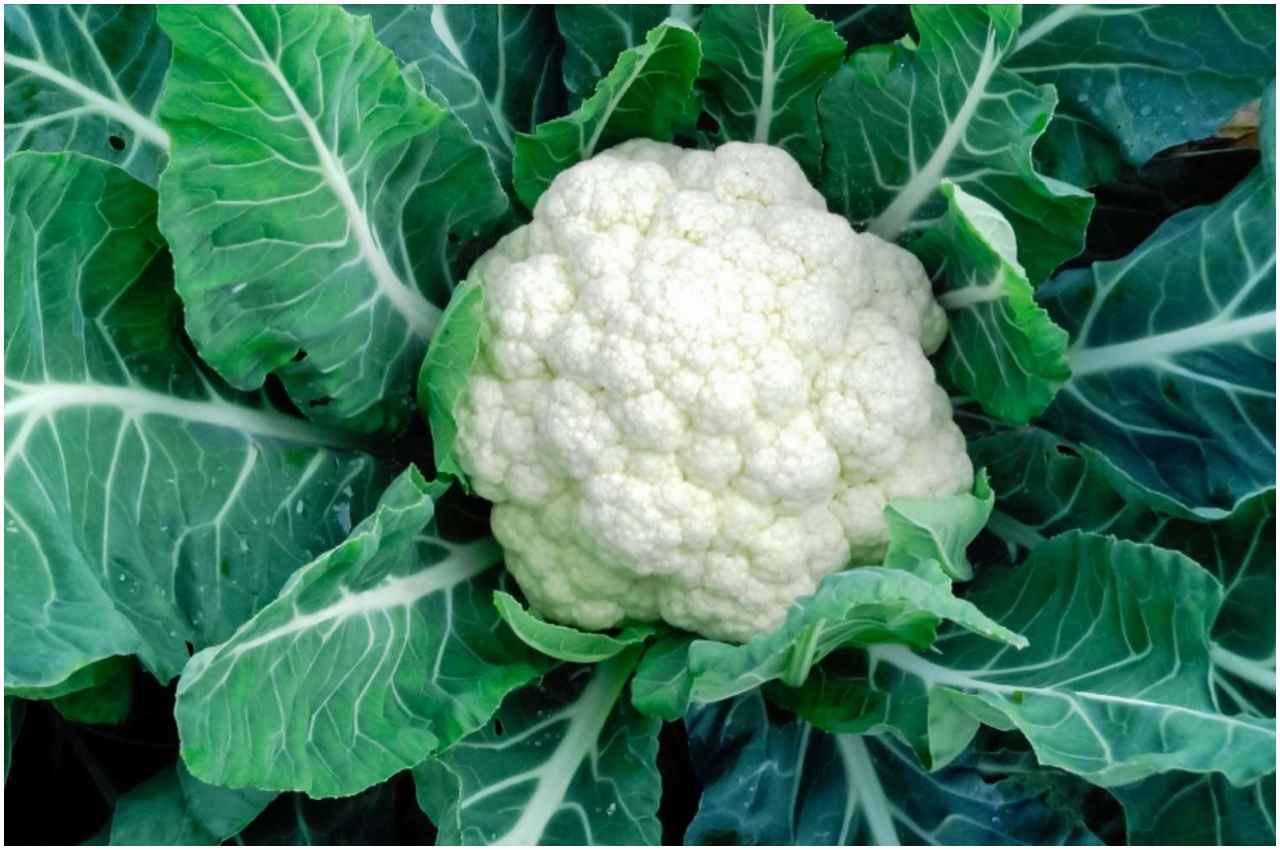 Cauliflower Leaves Benefits: इन बीमारियों का रामबाण इलाज है फूलगोभी, आज ही करें डाइट में शामिल