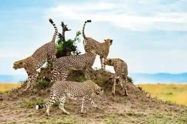 Kuno National Park, Madhya Pradesh, South Africa DFFE, Cheetah Deaths, Tiger Project