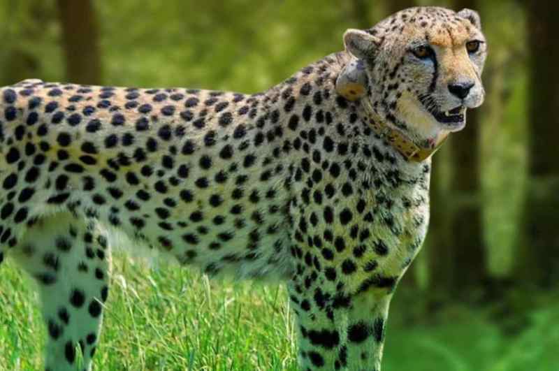 Cheetah Project