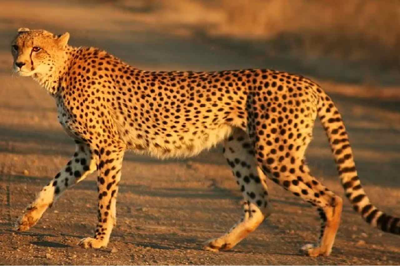 Cheetah Project, Cheetah, kuno national park, madhya pradesh