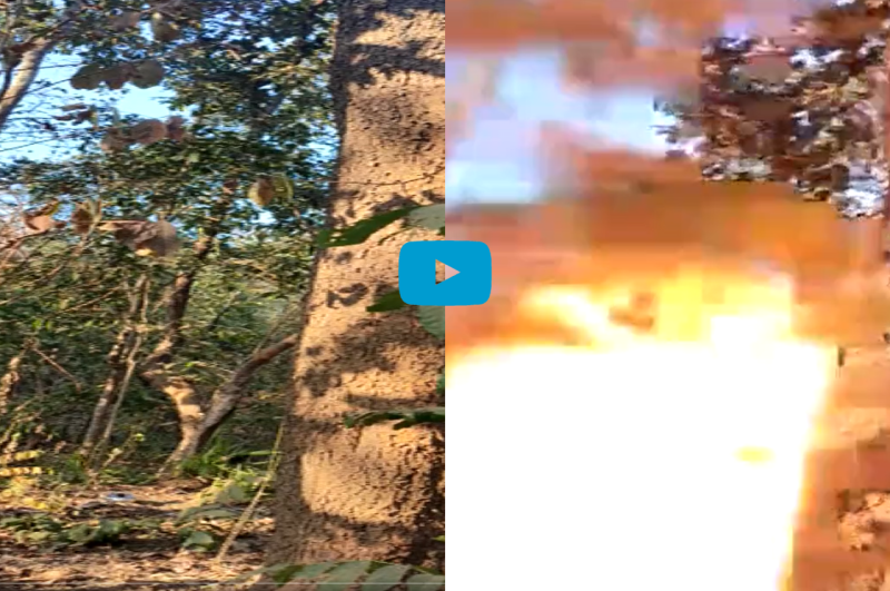 Dantewada, Chhattisgarh Police, CRPF, IED Bomb In Dantewada, Video Viral, Bomb Disposal Squad, Chhattisgarh News, Chhattisgarh Government, Naxalites In Chhattisgarh