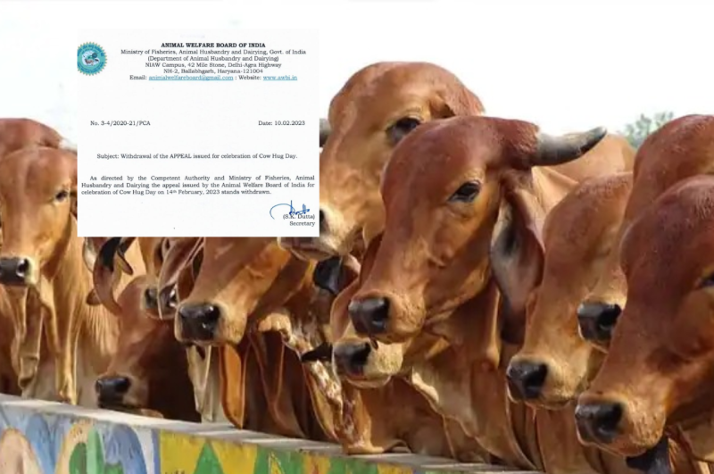 Cow Hug Day, Animal Welfare Board of India, celebration of Cow Hug Day, 14th February 2023, valentine day, valentine day list 2023, valentine, Narendra Modi Government