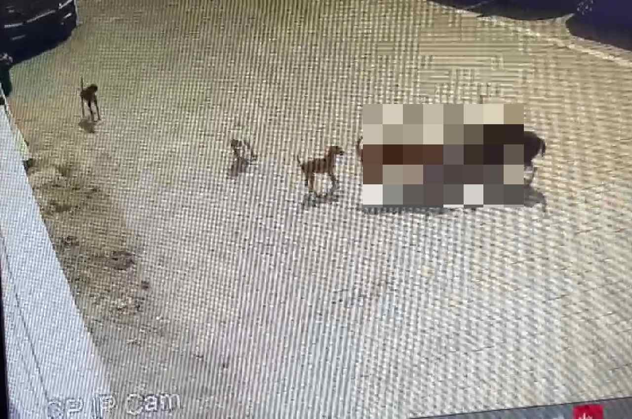 hyderabad, dog attack, Hyderabad Dog Attack, Dog Attack CCTV Video, Dog Attack Video