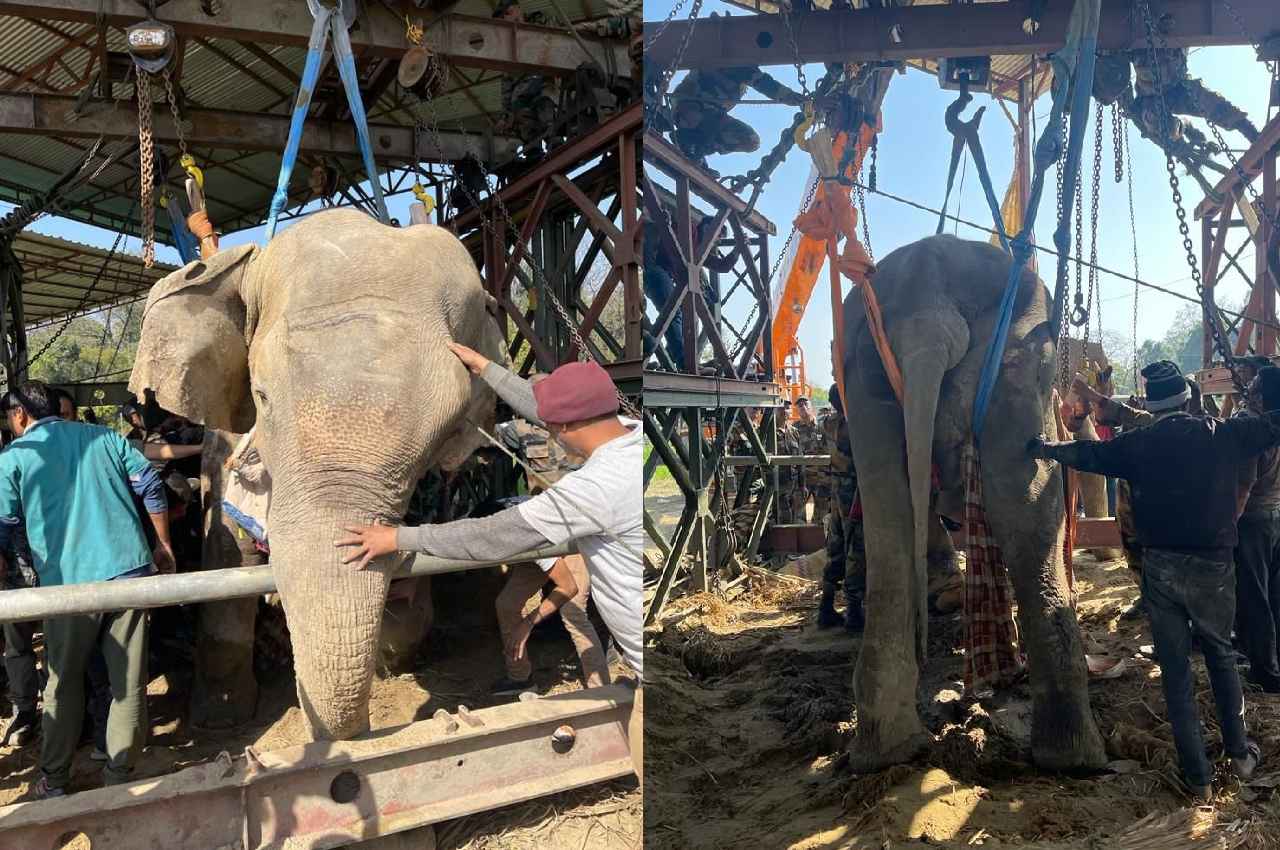Elephant Rescue Operation: हाथी मोती को बचाने के लिए आई सेना, पैरों पर खड़ा करने के लिए बना डाला लोहे का बड़ा स्ट्रक्चर
