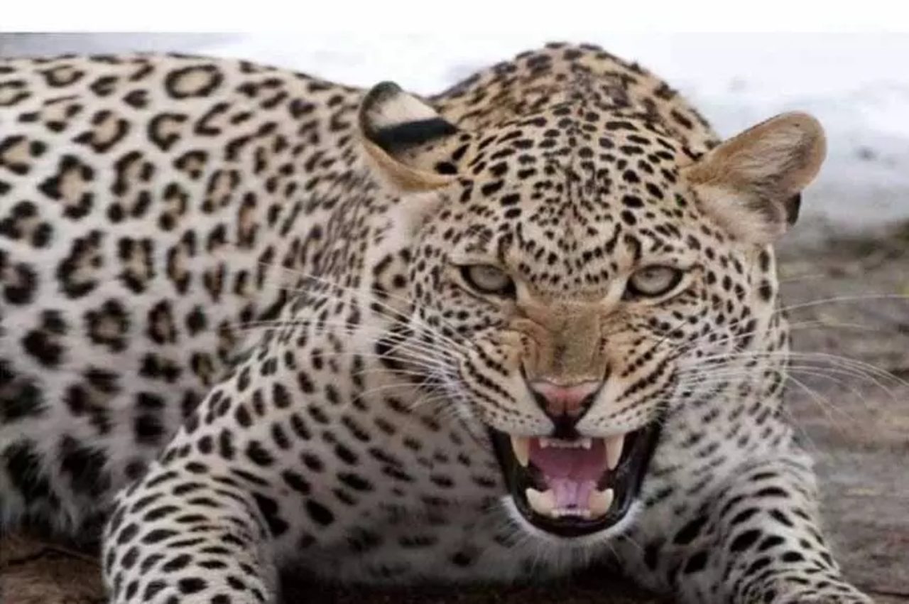 Ghaziabad, Leopard in Ghaziabad