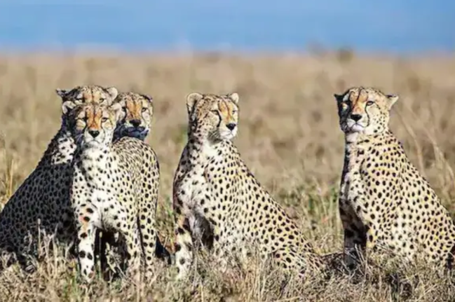 Today Headlines, 18 Feb 2023, South African Leopard, PM Narendra Modi, President Draupadi Murmu, Rajasthan Cm Ashok Gehlot, Kuno National Park, kuno national park cheetah, Chhattisgarh CCL 2023, Today News In Hindi, Hindi News Today