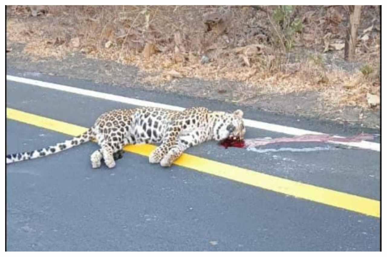 MP News Leopard Died In Khandwa On Highway