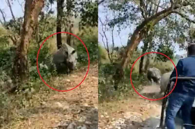 viral Video, Rhinos Attack Tourist Vehicle, Rhinos Attack on Tourist, Bengal Jaldapara National Park