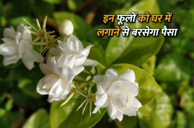 Vastu tips, vastu tips in hindi, jyotish tips,