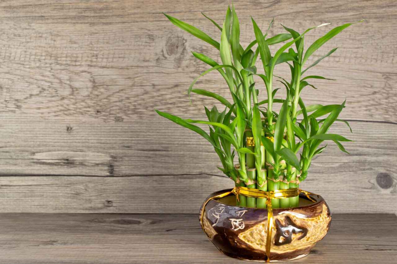 bamboo uses: आप भी घर ले आएं बांस का पौधा, बुरी आत्माएं दूर रहेंगी, वास्तु दोष भी दूर होंगे