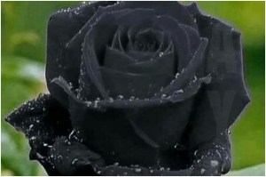 black Rose