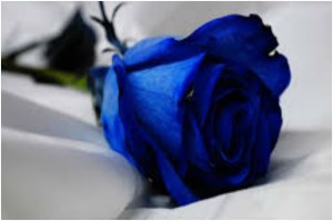 blue rose