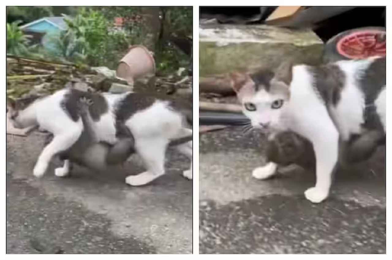 cat cat