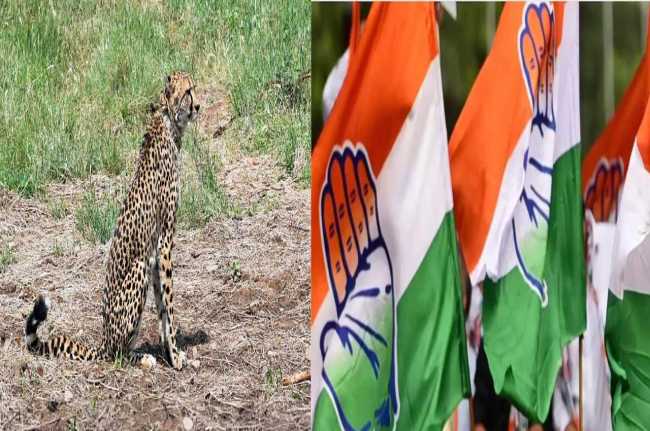 congress mla pragilal jatav strange statement coon leopards