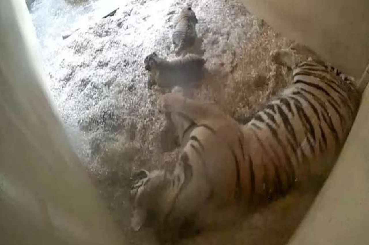 cubs tiger