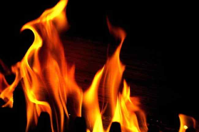 Uttarakhand News, Forests Fir, Uttarakhand Forests, Uttarakhand Hindi News