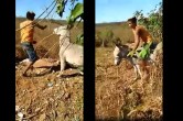 Donkey video clip, donkey bite