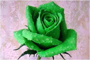 green rose