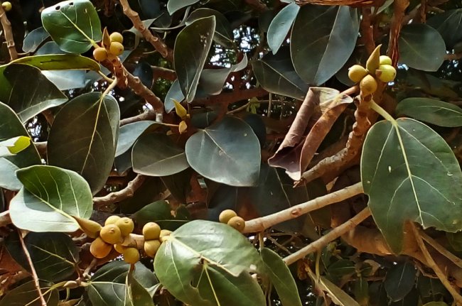 Jyotish Tips, Tone Totke, hanumanji ke upay,