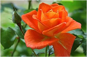 orange rose