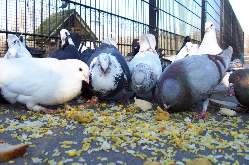 Jyotish tips, Rice, Piegon eating rice