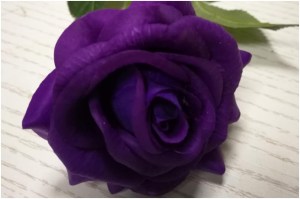 purple Rose