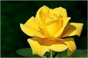 yellow rose