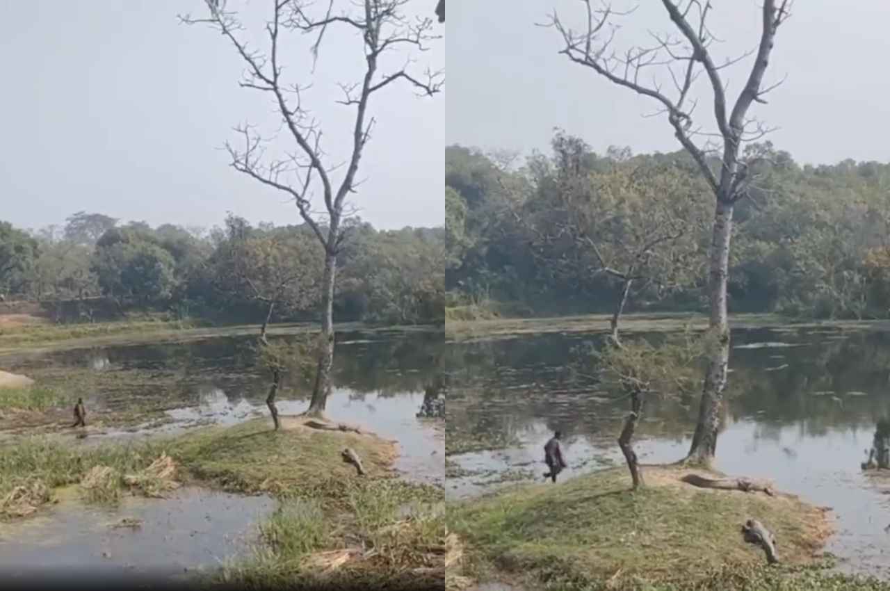 Viral Video: देखिए क्या हुआ? जब शराब के नशे में टहलता हुआ मगरमच्छ के पास जा पहुंचा शख्स 