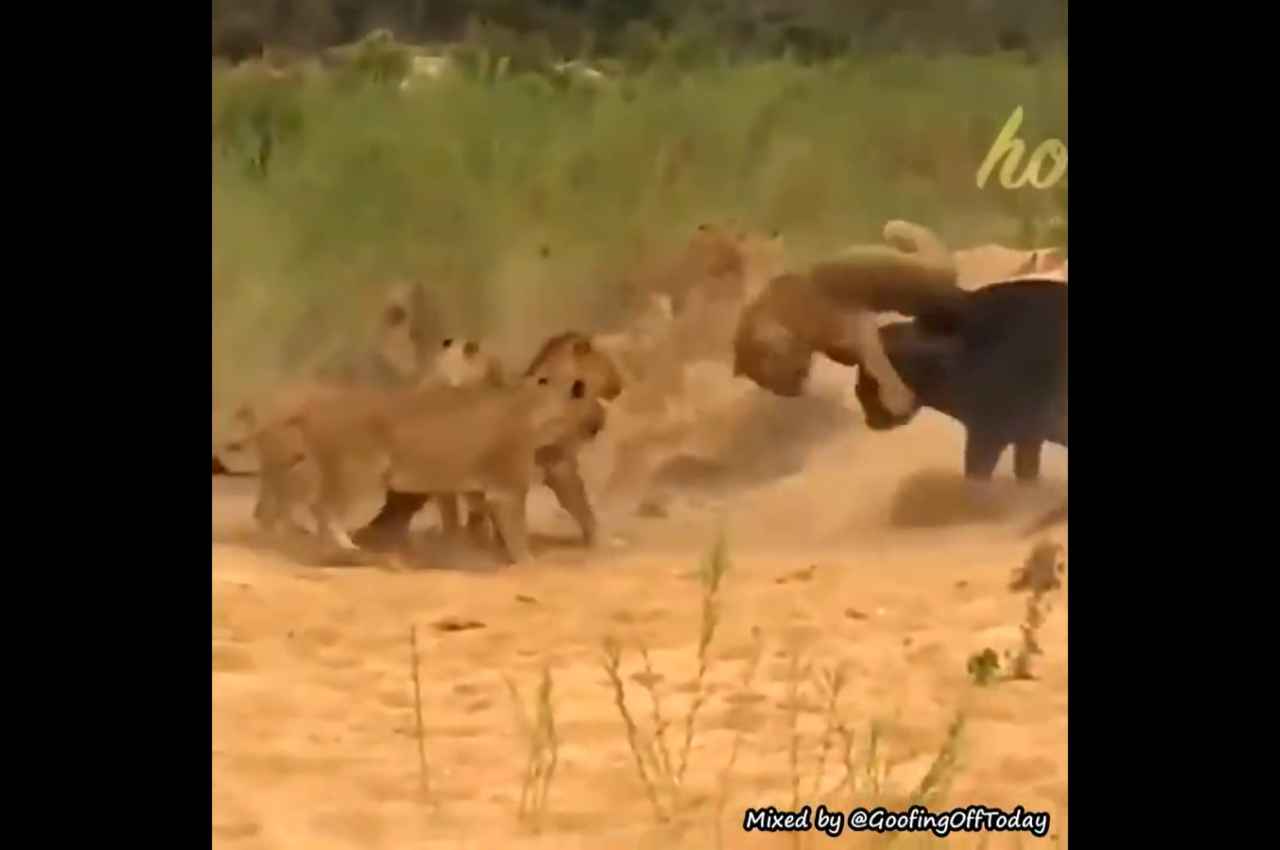 Viral Video: 10 शेरनियों ने एक भैंस को घेरा, दूसरी ने आकर पलट दी बाजी, देखें वीडियो