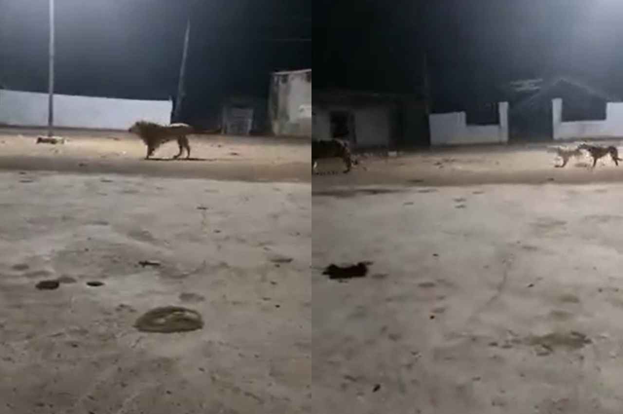 Sher Ka Video: कुत्तों के बीच फंस गया शेर, फिर जो हुआ, उसे देख सब रह गए दंग
