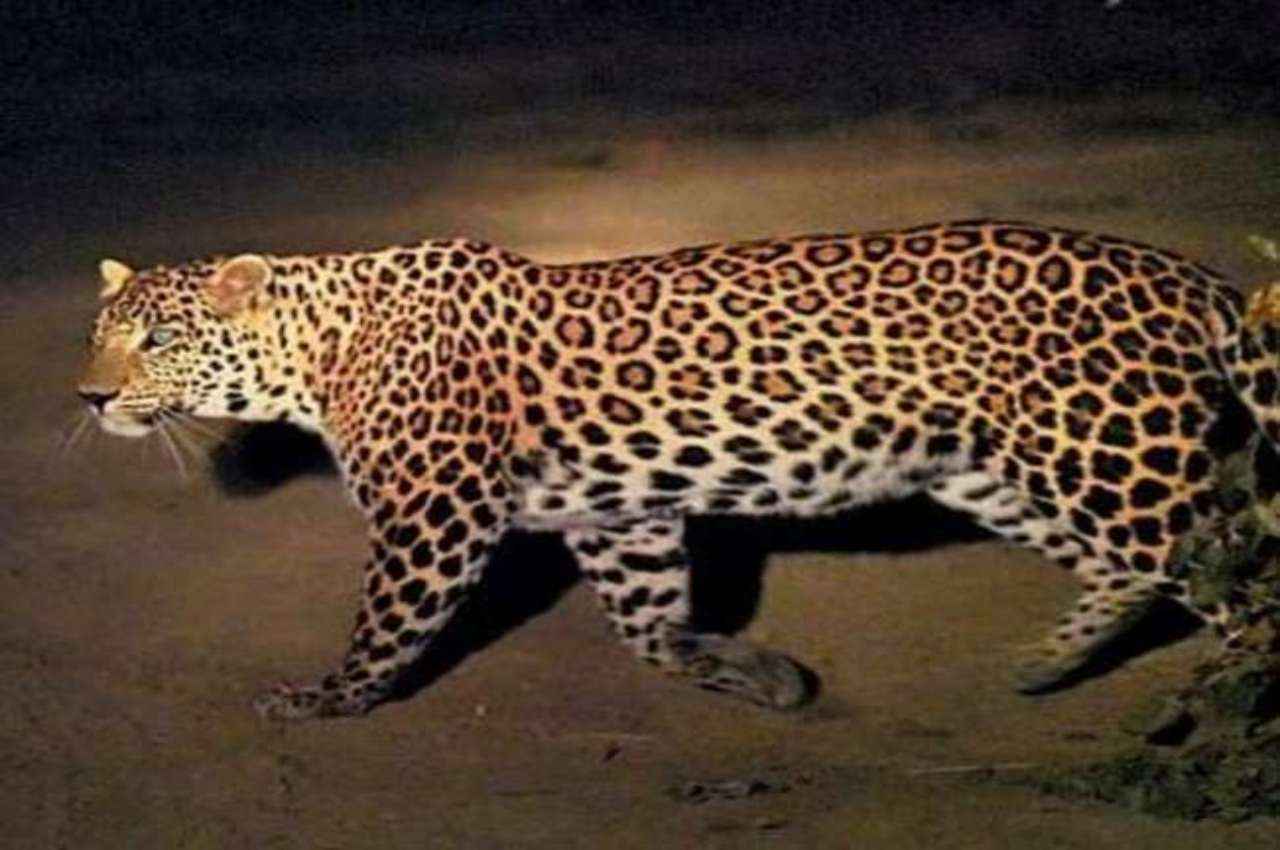 अब तक 56; अमरोहा में तेंदुए का आतंक, आमदखोर को पकड़ने के लिए लगाई तीसरी आंख