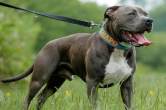 Amroha, pitbull, dog attack, up News