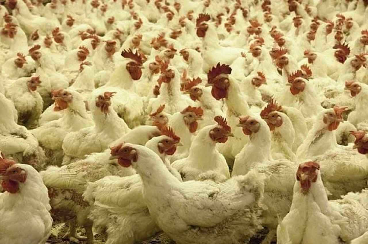 Bird Flu: होली से पहले झारखंड में बर्ड फ्लू का कहर, बोकारो के बाद रांची में मृत पक्षियों में H5N1 की पुष्टि