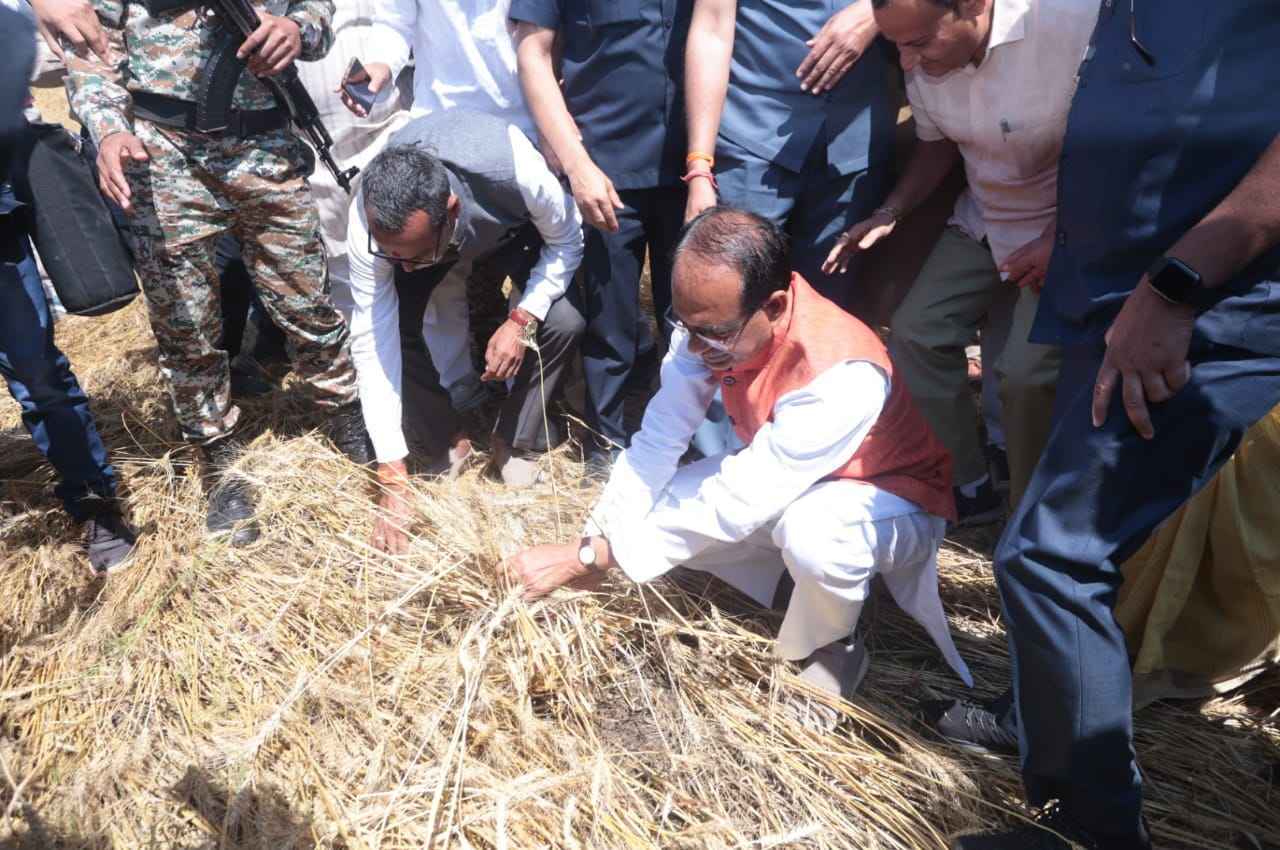 बर्बाद फसलों का CM शिवराज ने लिया जायजा, कर्ज वसूली स्थगित, जानिए कितना मिलेगा मुआवजा