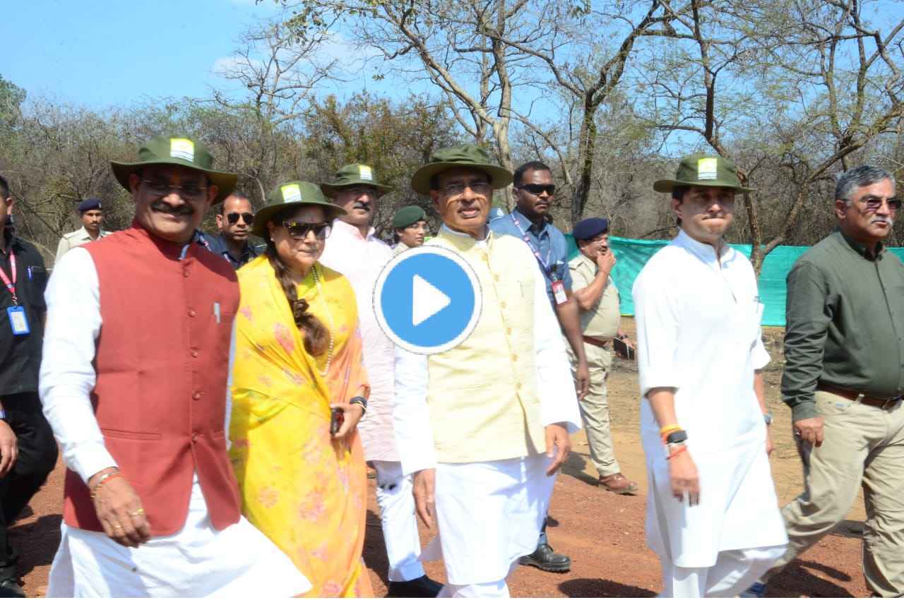 CM शिवराज और सिंधिया ने माधव नेशनल पार्क में छोड़े टाइगर, 27 साल बाद फिर सुनाई देगी दहाड़