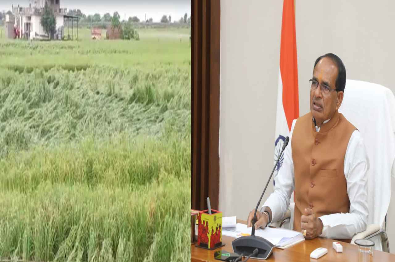 CM Shivraj Singh Chouhan instructions compensation destroyed crops CM Shivraj Singh Chouhan instructions compensation destroyed crops
