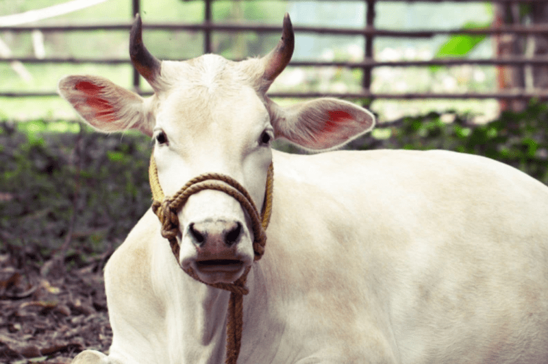 Lucknow, Allahabad High Court, Lucknow High Court Bench, Cow Protection, Central Government, PM Narendra Modi, Cow Protected Animal, Court News, UP
