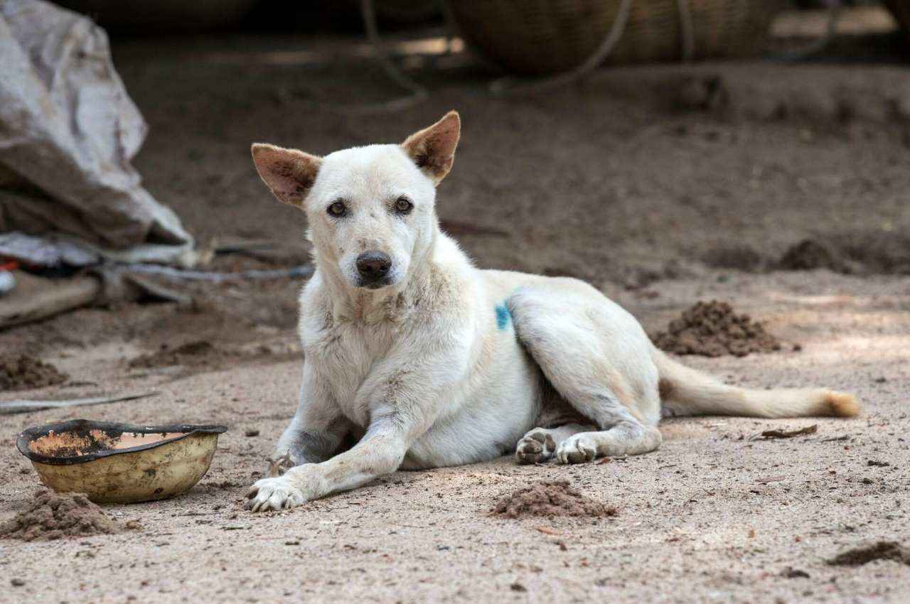Dog Mauled Newborn: कर्नाटक में सरकारी अस्पताल से नवजात को उठा ले गया कुत्ता, शिशु ने तोड़ा दम