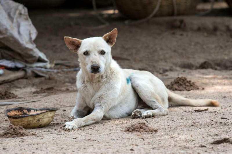 Dog Mauled Newborn, dog bites, Shivamogga