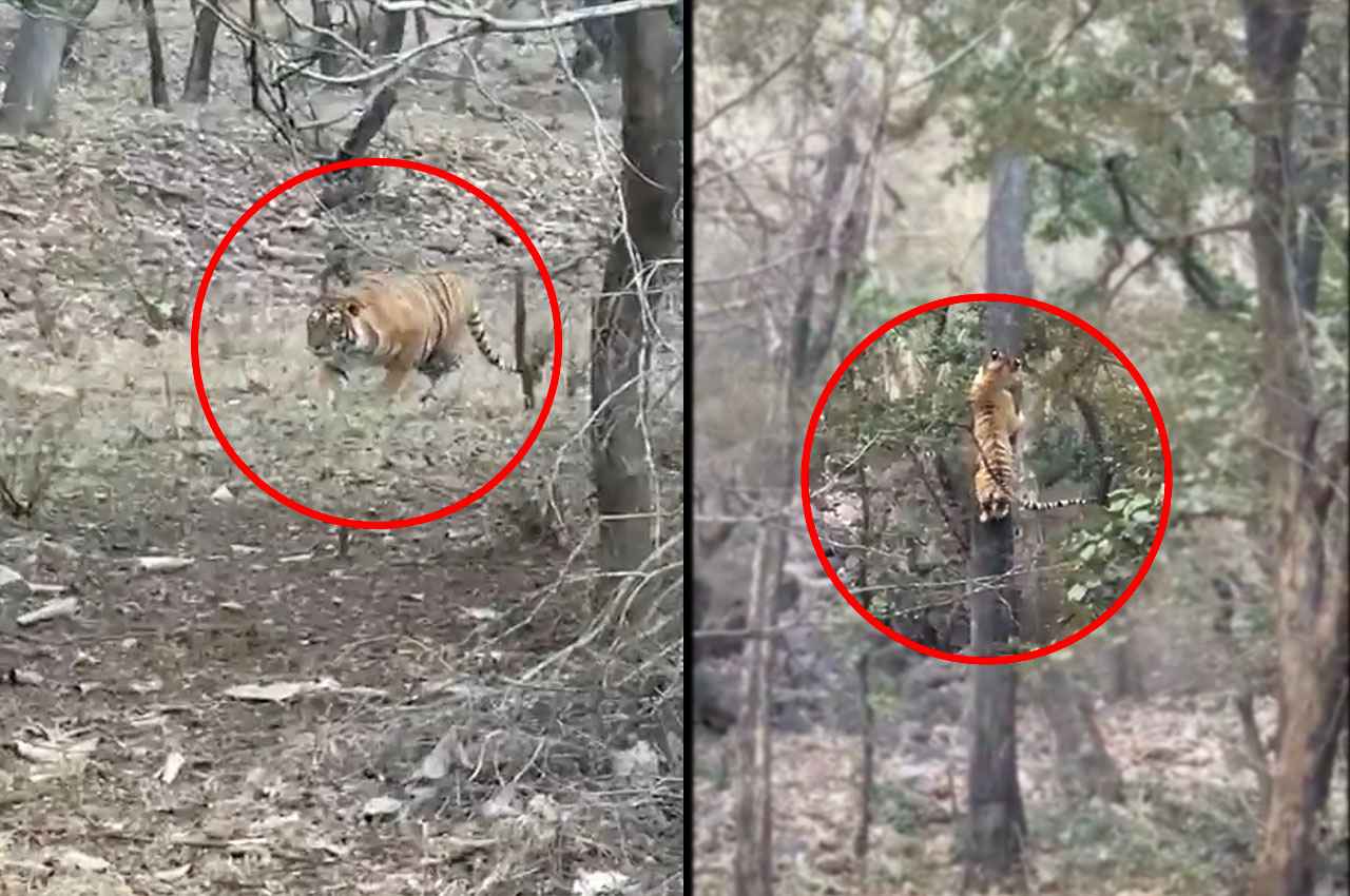 Wildlife Video: बाघ बहुल इलाके में खुद को कैसे बचाते हैं तेंदुए? बेहद खौफनाक वीडियो हुआ वायरल, देखें