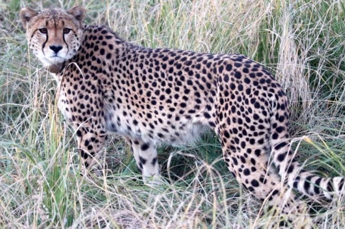 Kuno National Park Female cheetah Sasha dies