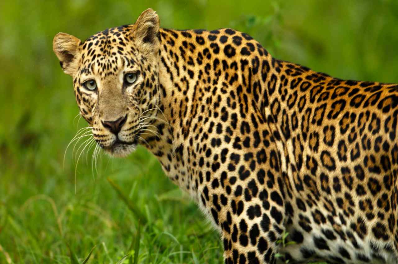 Lakhimpur Kheri, Leopard