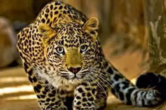 Leopard Peopard, Pakistan News, Jammu Kashmir, Leopard Video
