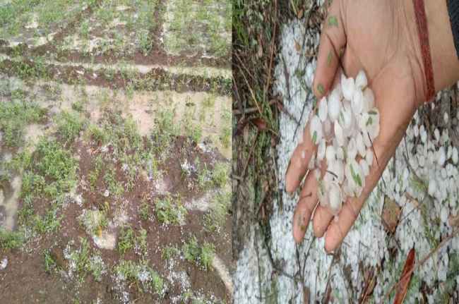 MP Weather rain hail in bhopal indore ujjain heavy rain