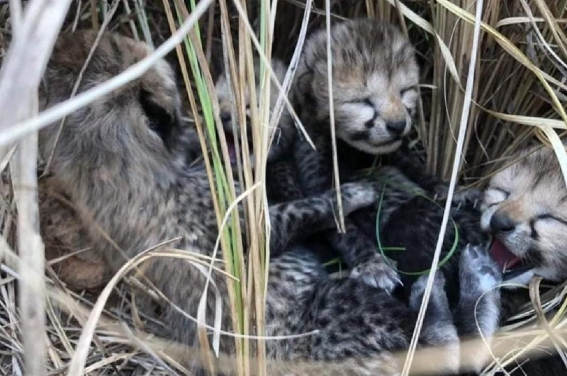 Asha Cheetah, Kuno National Park, Madhya Pradesh