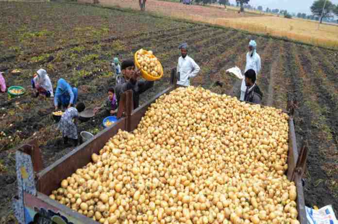 Potato Yield in UP, Bumper Yield of poratoes in uttar pradesh, price created political brawl